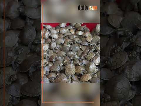 বিলুপ্তির হাত থেকে বাঁচাতে আমাজনের নদীতে হাজার হাজার কচ্ছপ অবমুক্ত | Daily Sun Bangla