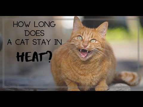 4 Month Old Female Kitten in Heat : Signs and Symptoms