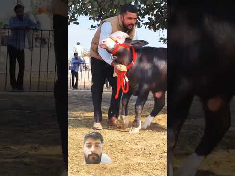 Neeli Ravi  champion#bull #cow  Katra#murrahbuffelos#farming  #neliravibuffalo