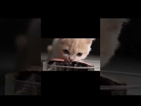 when animals attack funny pet videos