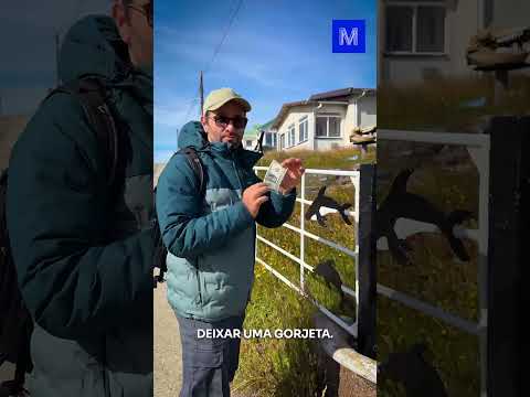 VOCÊ teria ISSO no SEU JARDIM?