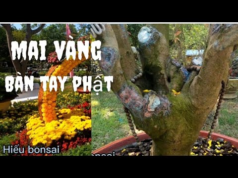 mai vàng đẹp mai vàng bonsai tác phẩm mai vàng bàn tay phật