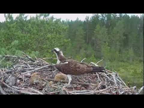 Ossi brings a branch in a flying visit to Satakunta Osprey nest 1 (2nd visit today) 7 Jul 2021