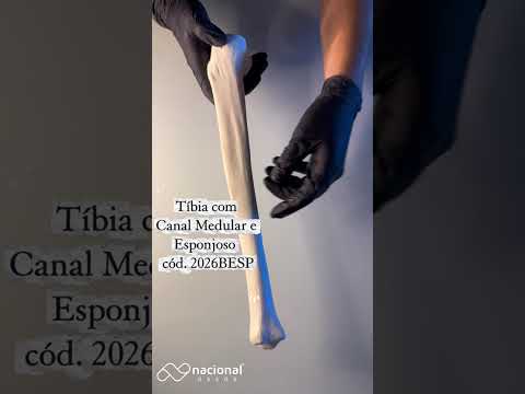 TÍBIA COM CANAL MEDULAR E ESPONJOSO - ESQUERDA - cód. 2026BESP