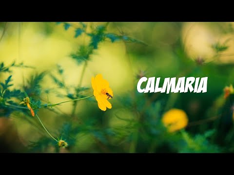 ?MÚSICA PARA ACALMAR: Uma Viagem Sonora para Relaxar ?