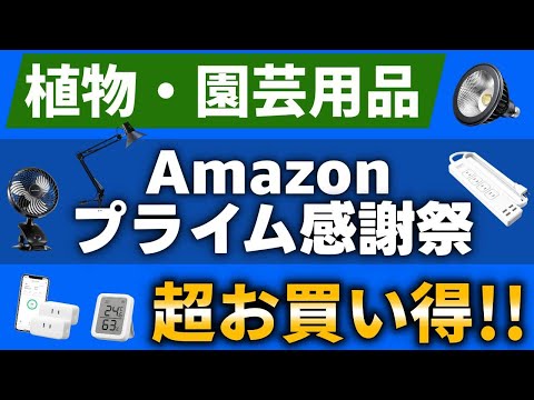 園芸 レブティア・ヘリオサ