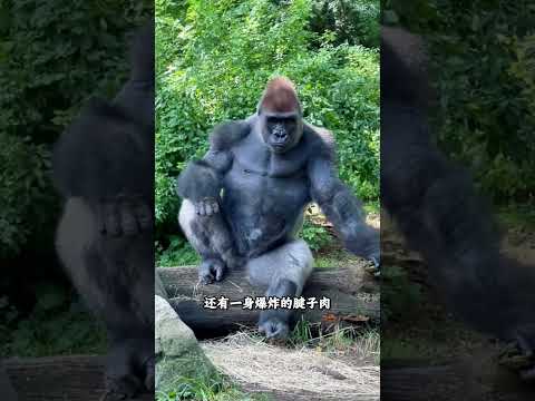 换个视角看动物简直是发现了新大陆，一个比一个离谱 #动物科普 #动物的迷惑行为 #奇妙的动物