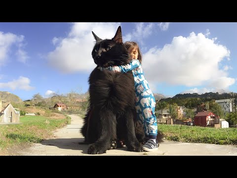 10 Biggest Hybrid Cat Breeds