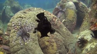 preview picture of video 'The amorous frogfish at Ginamaan...'