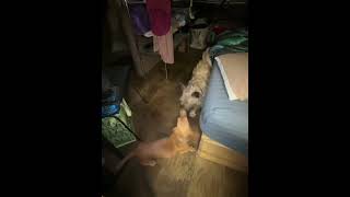 Video preview image #1 Dachshund Puppy For Sale in Boonton, NJ, USA