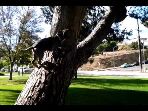 ROXANNE SHANTE CLIMBING TREES AT ECHO PARK