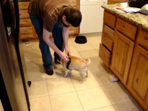 Max getting his harness on