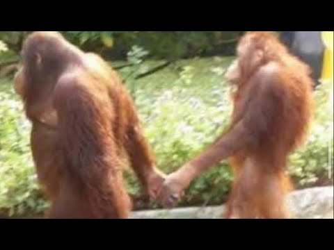 Blarg and Nik's Concert Experience