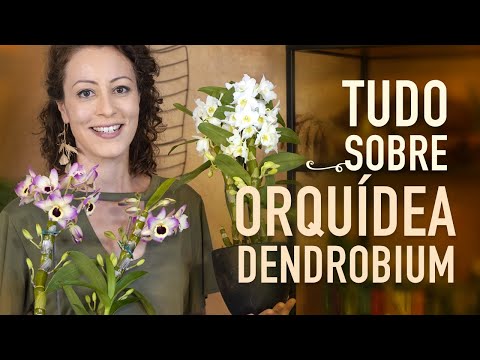 , title : 'Tudo sobre ORQUÍDEA OLHO-DE-BONECA'