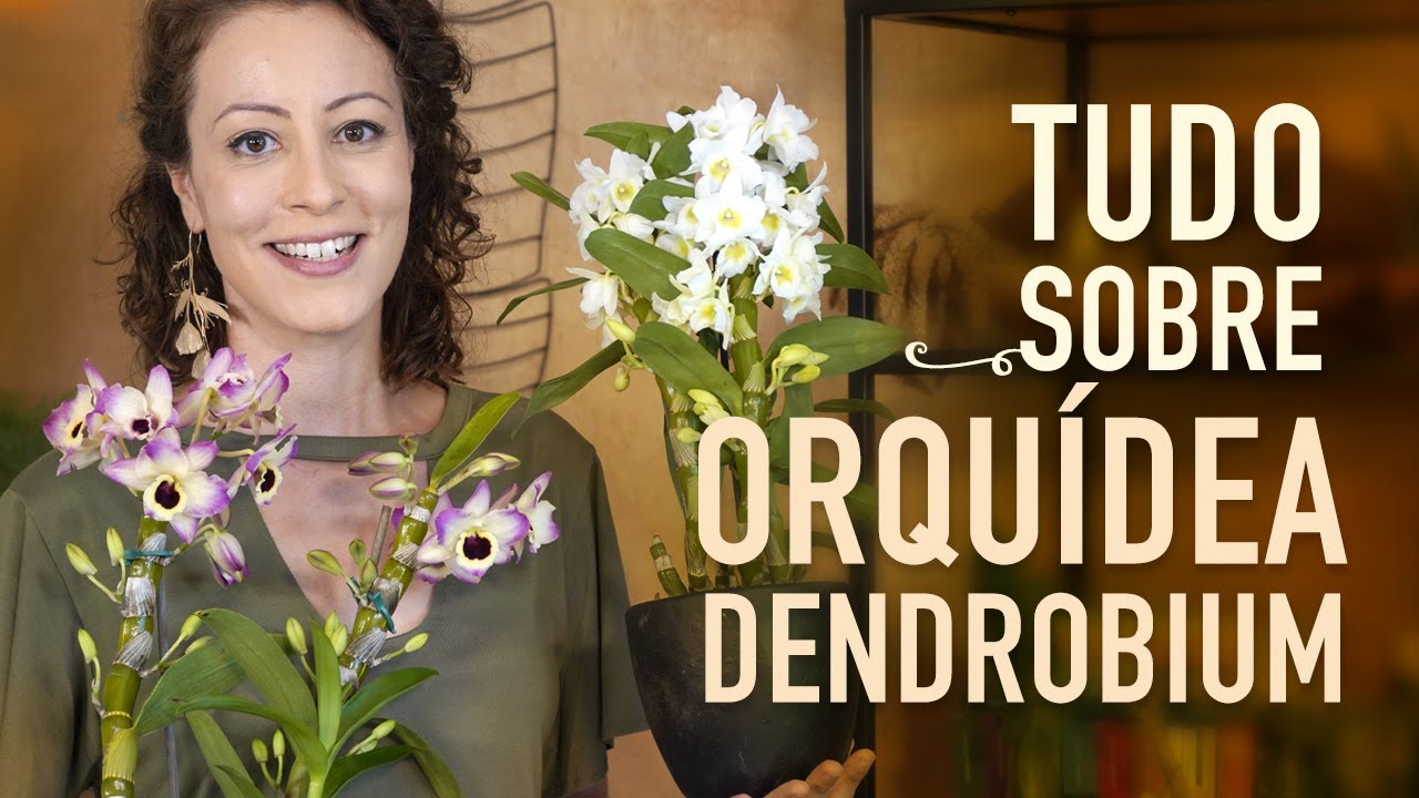 Tudo sobre ORQUÍDEA OLHO-DE-BONECA