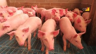 Número de animais por baia — manejo de leitões