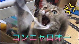 ヒモVSゆめちゃん！