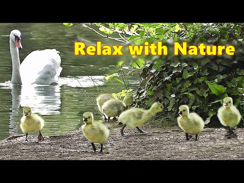 Relax Your Dog TV at The Beautiful Spring Lake ~ Relaxing TV for Dogs