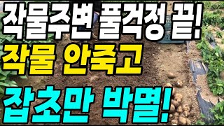 이것만 뿌리면 작물은 안죽고 잡초는 박멸! 작물주변 풀걱정 끝!