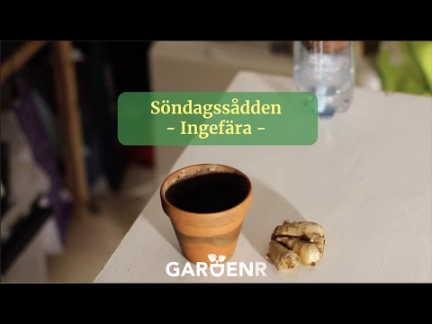 Söndagssådden - Ingefära - Trädgårdshacks med GardenR