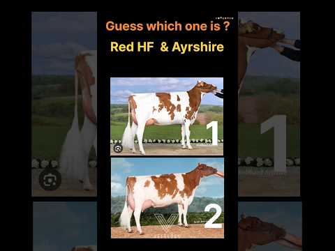 , title : 'which one is Red HF & Ayrshire ? #vetvlogs'