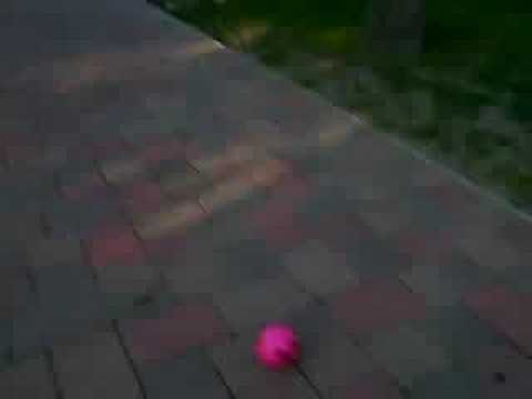 Vacak playing with his ball