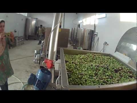 OLIOMIO 200 SINTESI - Olive oil mill - Moulin à huile - Oleificio