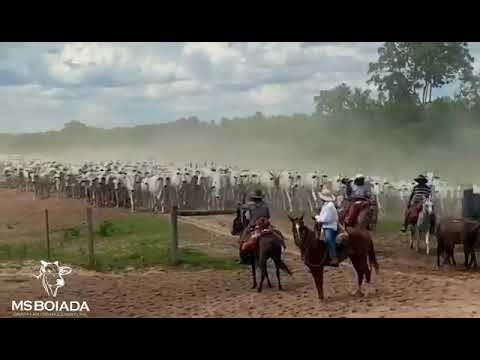 Som do Berrante “Parafuso”