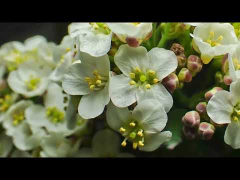 Sea Kale timelapse buds opening 3