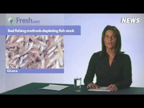 The eFresh.com Fish and Seafood Video News of 25-11-2009