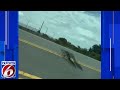 Gator Crosses Road Near Brevard Jail