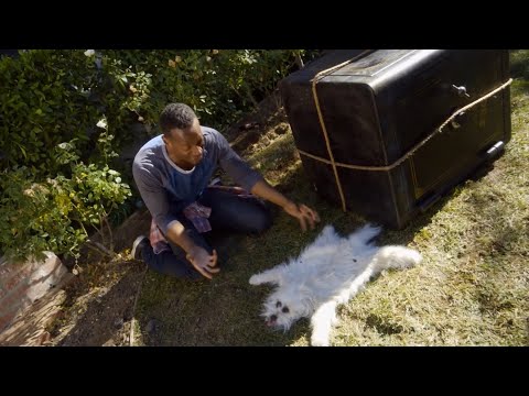 Pár nenormálních aktivit 2 - Pes