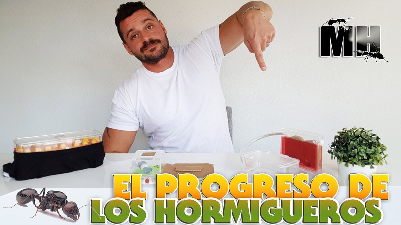 EL PROGRESO DE LOS HORMIGUEROS