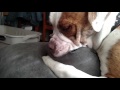Sleeping Dog Eats On Pillow