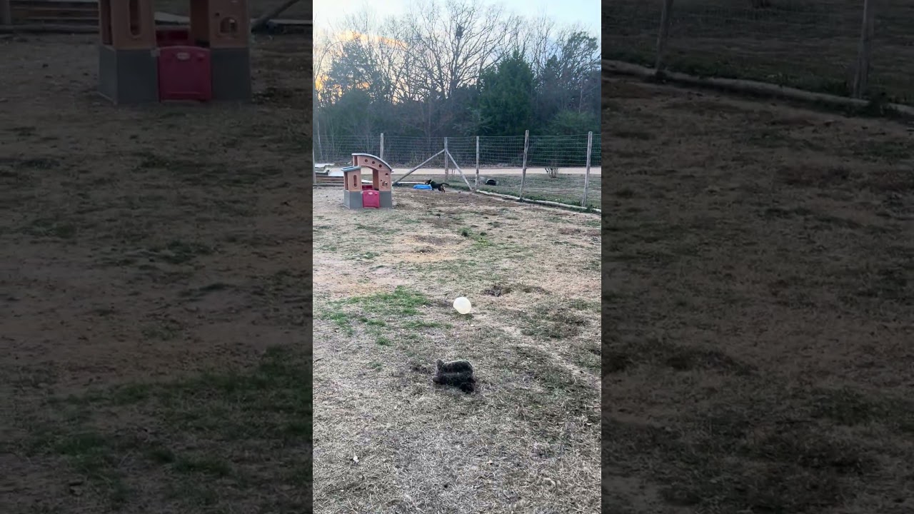 Enlarge Iris, an adopted mixed breed in Riverdale, UT video 2/2