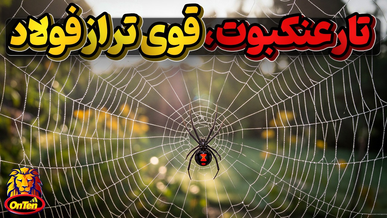تارعنکبوت ، تار و پودی ابریشمین که میتواند قوی تر از فولاد باشد