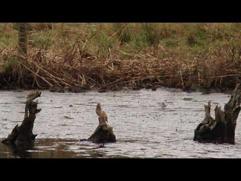 Red-Necked Phalarope, Flashes, Upton Warren 19/11/2015