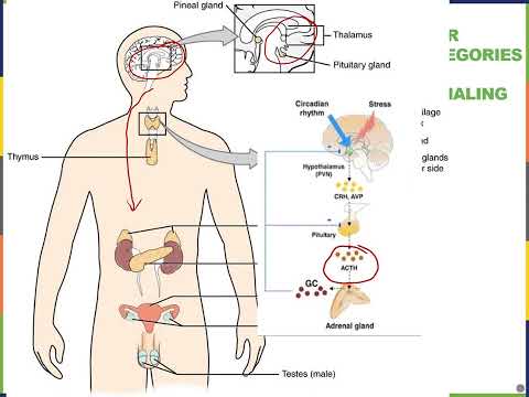 Biology2E Ch9 MChen Lecture Video Part1