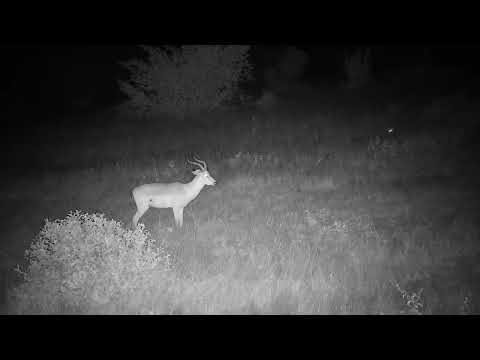 Djuma: Impala ram in Open Area - 21:17 - 04/13/2023