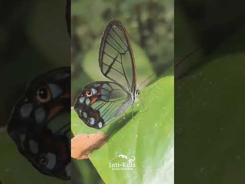 Anzoátegui, la montaña canta y la naturaleza abraza 🌿✨ El paraíso del Tolima se vive en cada rincón