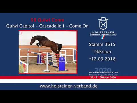Holsteiner Körlot 2020 | Nr. 58 Quiwi Come