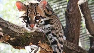 Greenville Zoo to Offer Programming in Spanish for Hispanic Heritage Month