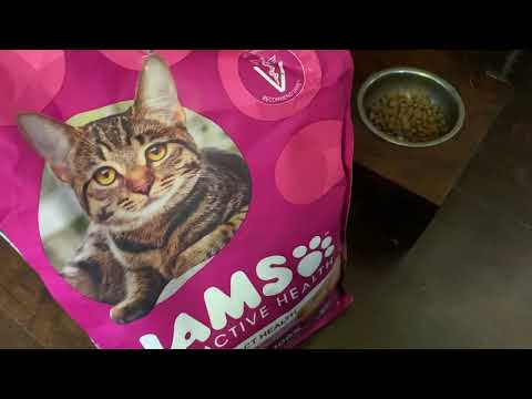 Honest Review Iams Cat Food Urinary Tract Health Proactive