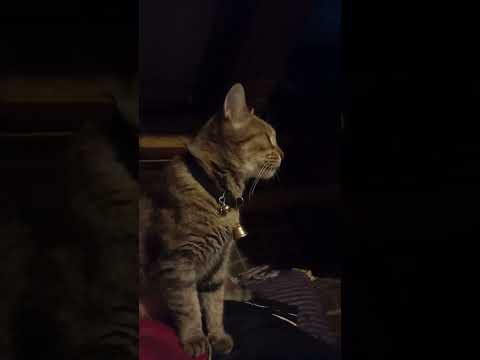 "BUDJENJE " 21h , taman oko 22h kreće "akcija" @(udri me do zore)...☝️😺😾❗️