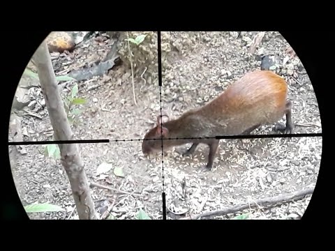 CARABINA PCP NOVA VISTA ALPHA Cal 5.5mm EM AÇÃO.