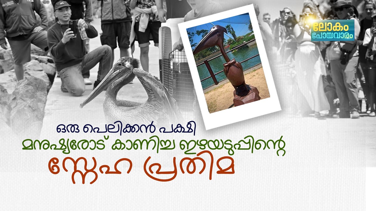 കുട്ടികളുടെ കൂട്ടുകാരനായ പെലിക്കൻ കട്ട-കുൻ; മനുഷ്യ?