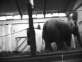 Rare Dumbo The Elephant Behind The Scenes Footage