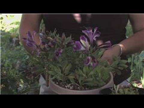 Flower Gardening : How to Care for an Alstroemeria