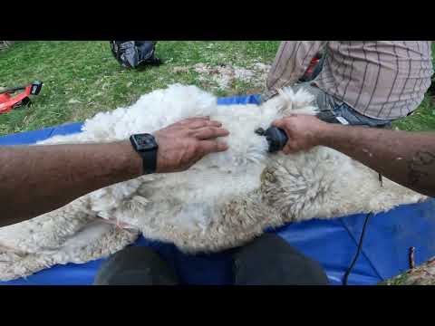 Shearing Alpacas - Kind, Gentle, and Low Stress