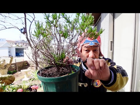 冬の終わりにラベンダーの剪定をすべきですか?簡単なメンテナンスのヒントに従ってください。  庭園